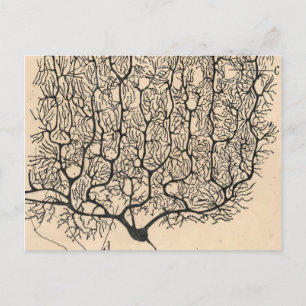 Neuron Drawing By Santiago Ramón Y Cajal Postcard