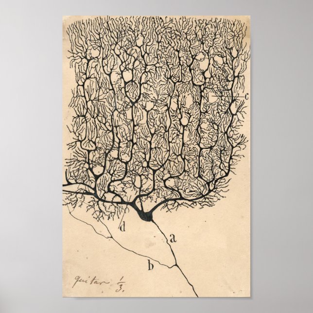 Neuron Drawing By Santiago Ramón Y Cajal Poster (Front)
