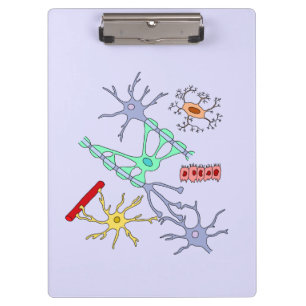 Neurons And Glia Clipboard