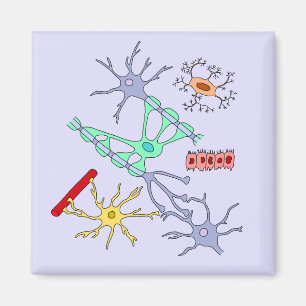 Neurons And Glia Magnet