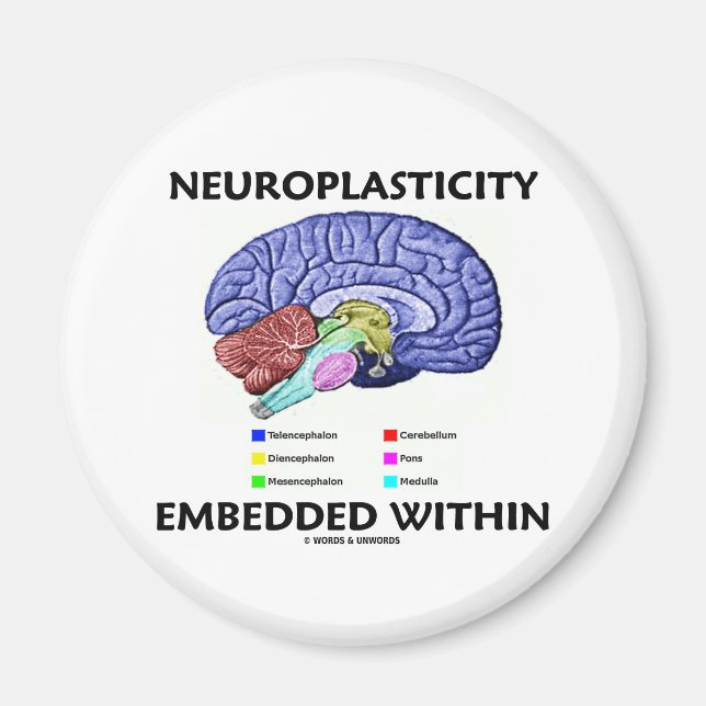 Neuroplasticity Embedded Within (Brain Anatomy) Magnet (Front)