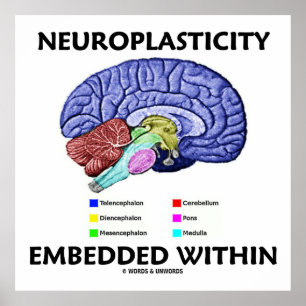 Neuroplasticity Embedded Within (Brain Anatomy) Poster