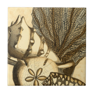 Neutral Shells and Coral Collection Ceramic Tile