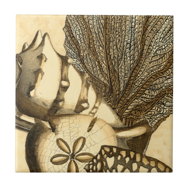 Neutral Shells and Coral Collection Ceramic Tile (Front)