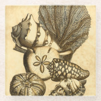 Neutral Shells and Coral Collection