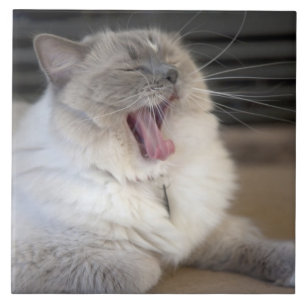Neva Masquerade cat yawning Ceramic Tile
