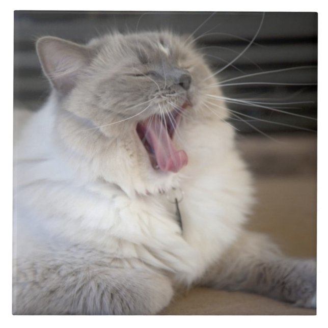 Neva Masquerade cat yawning Ceramic Tile (Front)