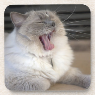 Neva Masquerade cat yawning Coaster