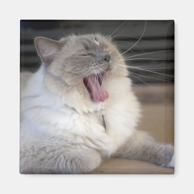 Neva Masquerade cat yawning Magnet (Front)