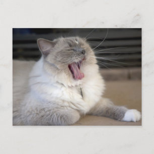 Neva Masquerade cat yawning Postcard