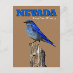 Nevada Bluebird Vertical Postcard