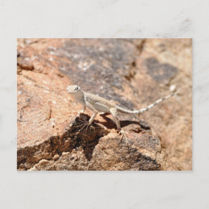 Nevada Lizard Looking at You! Postcard
