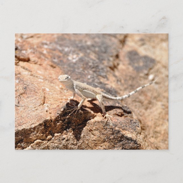 Nevada Lizard Looking at You! Postcard (Front)