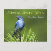 Nevada State Bird - Mountain Bluebird
