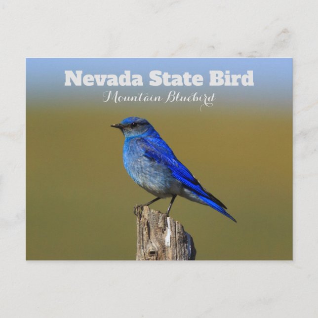 Nevada State Bird Postcard (Front)