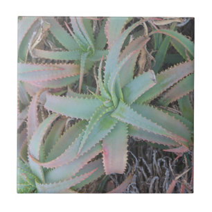 Nevada succulents          ceramic tile