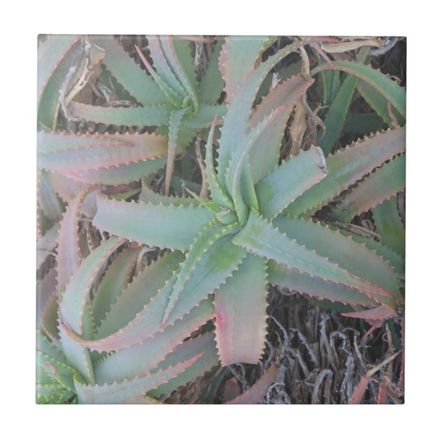 Nevada succulents          ceramic tile (Front)