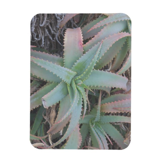 Nevada succulents magnet (Vertical)