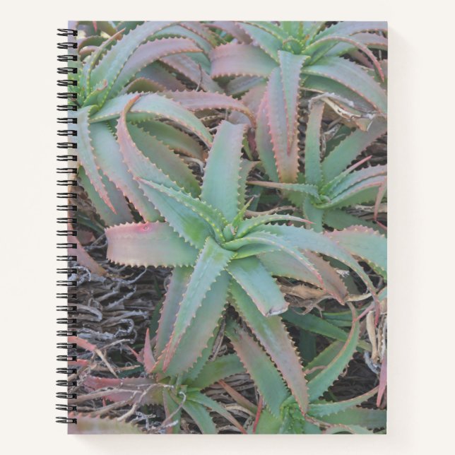 Nevada succulents     notebook (Front)