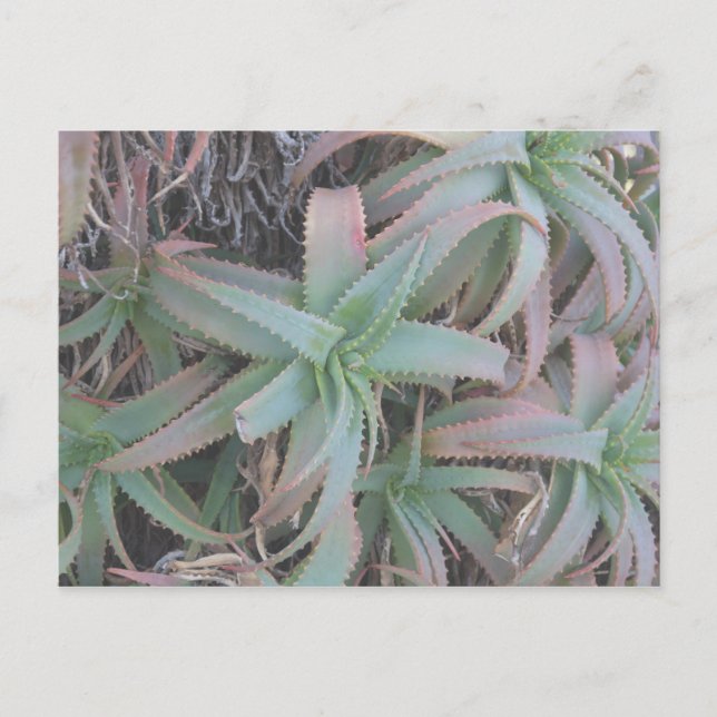 Nevada succulents postcard (Front)