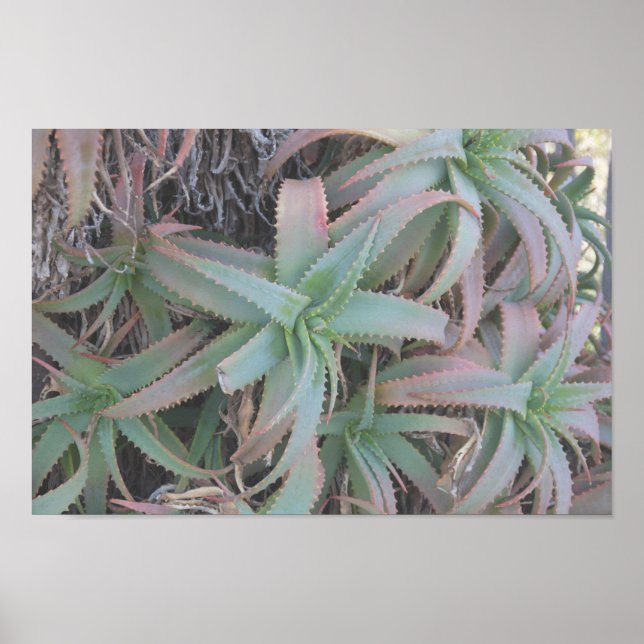 Nevada succulents poster (Front)