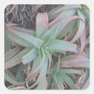 Nevada succulents square sticker