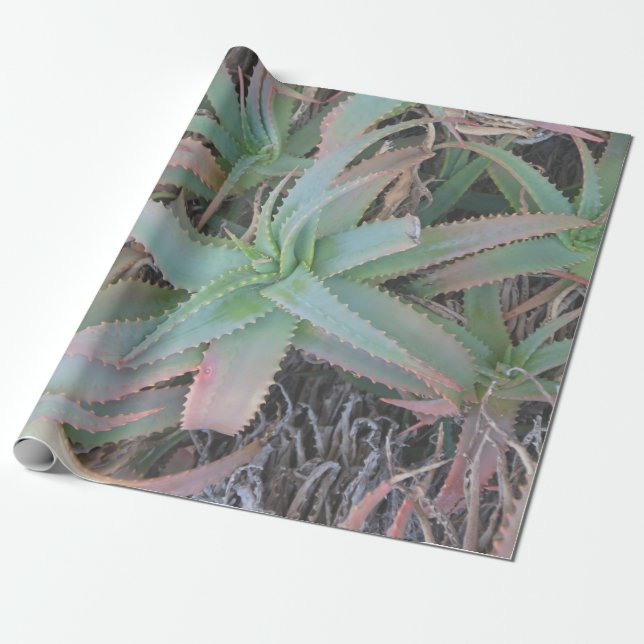 Nevada succulents          wrapping paper (Unrolled)