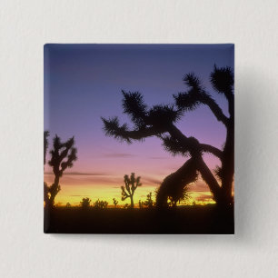 NEVADA. USA. Joshua trees Yucca brevifolia) 15 Cm Square Badge
