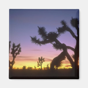 NEVADA. USA. Joshua trees Yucca brevifolia) Magnet