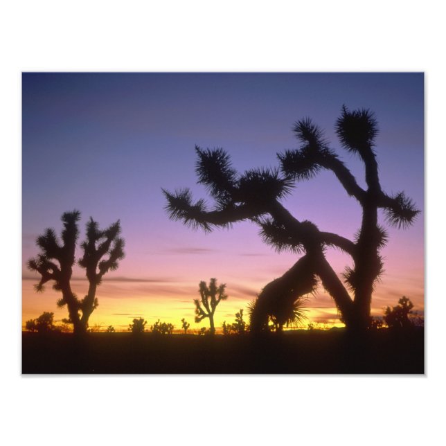 NEVADA. USA. Joshua trees Yucca brevifolia) Photo Print (Front)