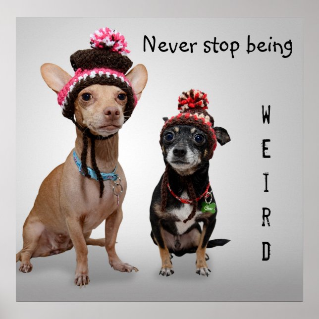 Never Stop Being Weird Cute Chihuahuas Poster (Front)