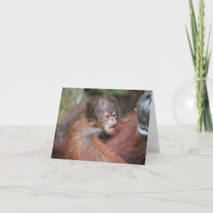 New Baby Orangutan, Son of Akmad Card