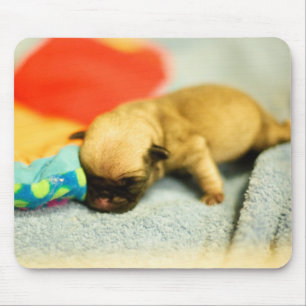 New Born Baby Pug Dog Mouse Pad