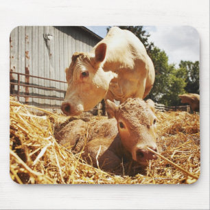 New born calf and mum mouse pad