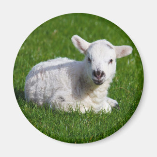 New born cute lamb on green grass magnet