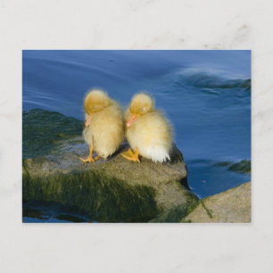 New Born Postcard