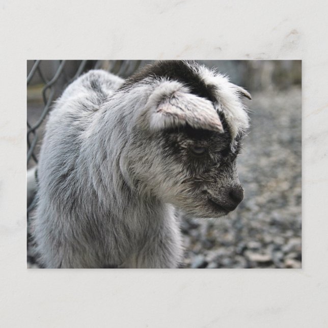 New Born Postcard (Front)