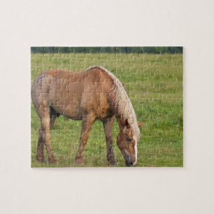 New Brunswick, Canada. Horse in field. Jigsaw Puzzle