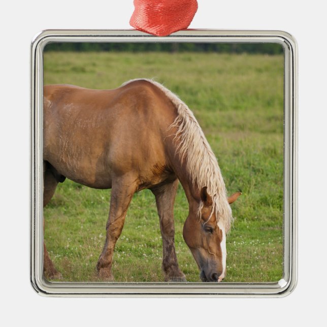 New Brunswick, Canada. Horse in field. Metal Ornament (Front)
