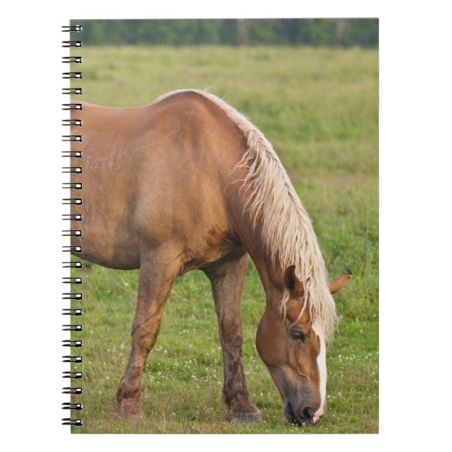 New Brunswick, Canada. Horse in field. Notebook (Front)