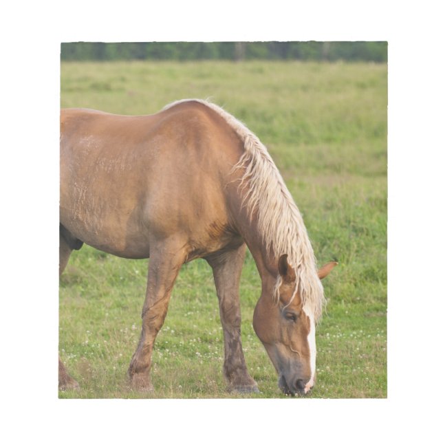 New Brunswick, Canada. Horse in field. Notepad (Front)