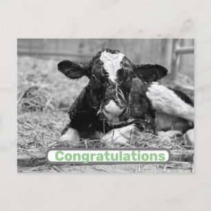 New Calf Baby Congratulations Postcard