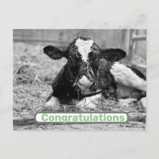 New Calf Baby Congratulations Postcard