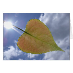 New Cottonwood Leaf