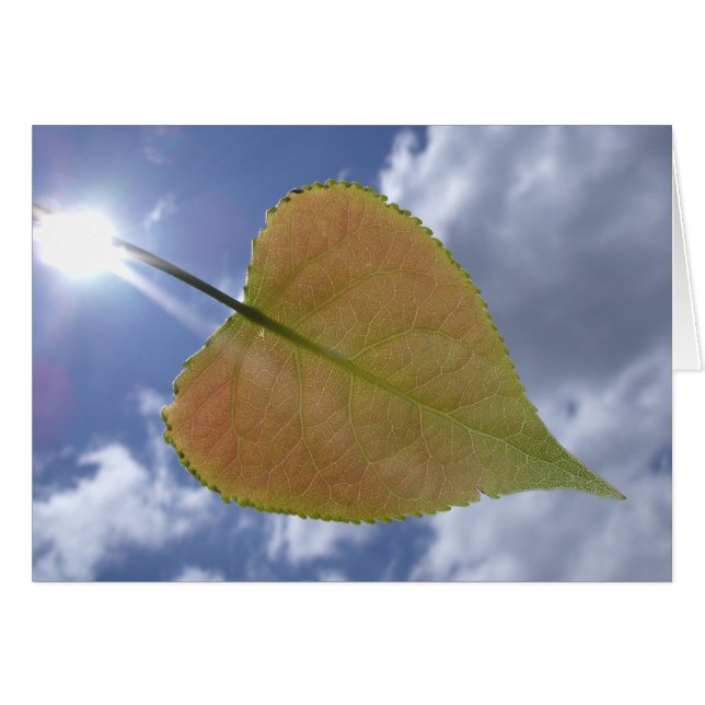New Cottonwood Leaf (Front Horizontal)