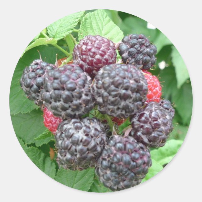 New Day Gardens Sticker- Black Raspberries Classic Round Sticker (Front)