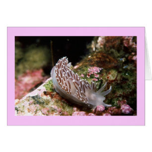 New England Aeolid