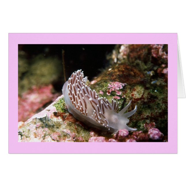 New England Aeolid (Front Horizontal)