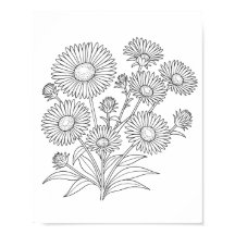 New England Aster Colouring Poster