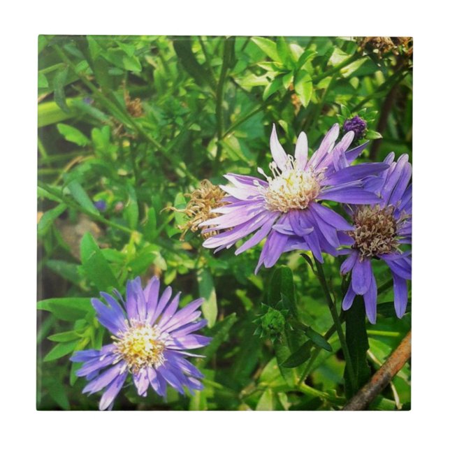 New England Asters Tile (Front)